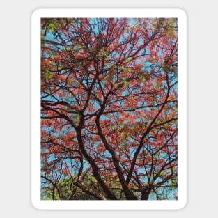 Pink flowers tree photo Sticker